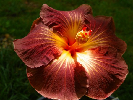 Hibiscus Black Jack